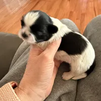 Blue eyed male, a male Shih Tzu for sale in Wentzville, MO – Photo 4 of 6