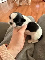 B/W male, a male Shih Tzu for sale in Wentzville, MO – Photo 4 of 6