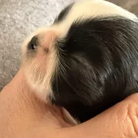 Blue eyed male, a male Shih Tzu for sale in Wentzville, MO – Photo 2 of 6