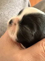 B/W male, a male Shih Tzu for sale in Wentzville, MO – Photo 2 of 6