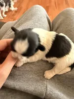 B/W male, a male Shih Tzu for sale in Wentzville, MO – Photo 5 of 6