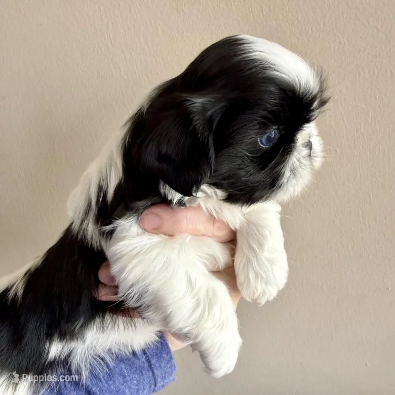 Blue eyed male – Shih Tzu puppy for sale in Wentzville, MO