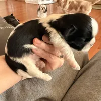 Blue eyed male, a male Shih Tzu for sale in Wentzville, MO – Photo 6 of 6