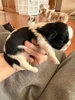 B/W male, a male Shih Tzu for sale in Wentzville, MO – Photo 6 of 6