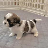 White/sable, a male Shih Tzu for sale in Wentzville, MO – 4 of 8