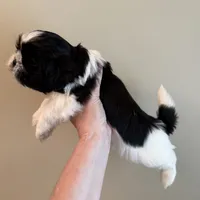 Oreo, a male Shih Tzu for sale in Wentzville, MO – 2 of 4