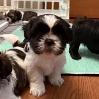 Oreo - black/white, a male Shih Tzu for sale in Wentzville, MO – 9 of 10