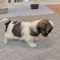White/sable, a male Shih Tzu for sale in Wentzville, MO – 8 of 8