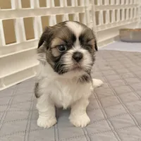 Sable/white, a male Shih Tzu for sale in Wentzville, MO – 7 of 9