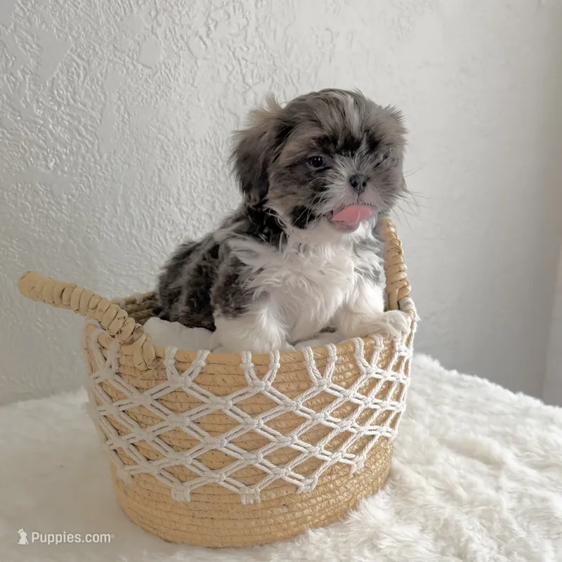 Blue Spark – Shih Tzu puppy for sale in Wentzville, MO