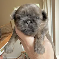 Blue Soarkle, a female Shih Tzu for sale in Wentzville, MO – 1 of 3