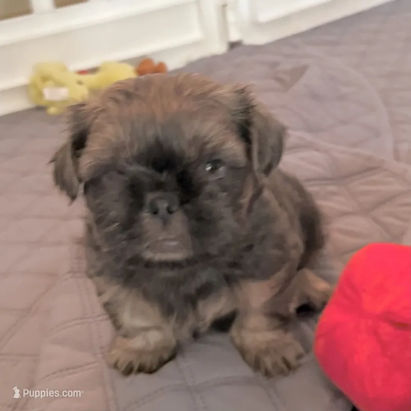 Blue Nugget – Shih Tzu puppy for sale in Wentzville, MO