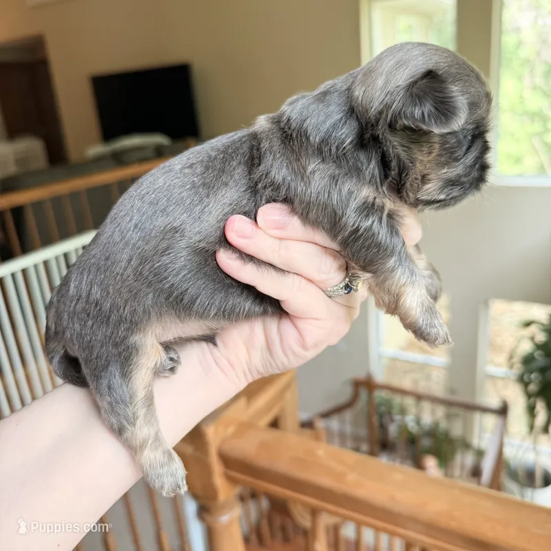 Blue Nugget – Shih Tzu puppy for sale in Wentzville, MO