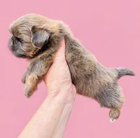 Blue Female, a female Shih Tzu for sale in Wentzville, MO – 5 of 6