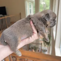 Blue Soarkle, a female Shih Tzu for sale in Wentzville, MO – 3 of 3