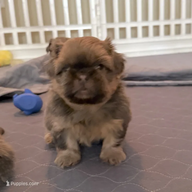 Blue Sable boy – Shih Tzu puppy for sale in Wentzville, MO