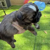 Sable boy, a male Shih Tzu for sale in Wentzville, MO – 4 of 5