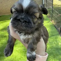 Sable boy, a male Shih Tzu for sale in Wentzville, MO – 2 of 5