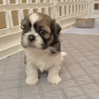 Sable/white, a male Shih Tzu for sale in Wentzville, MO – 8 of 9