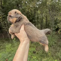Blue Sable boy, a male Shih Tzu for sale in Wentzville, MO – 4 of 4