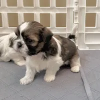Sable/white, a male Shih Tzu for sale in Wentzville, MO – 9 of 9