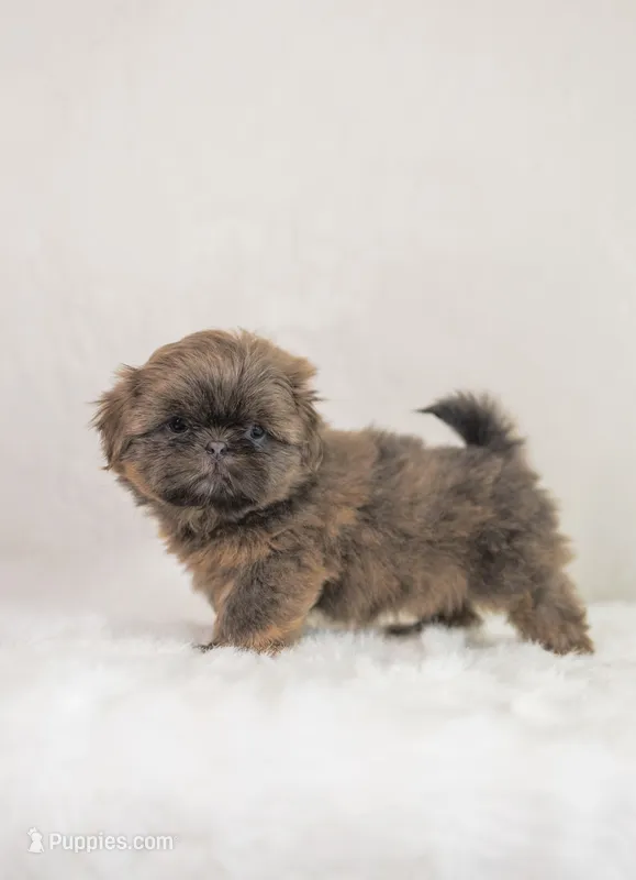 Blue Female – Shih Tzu puppy for sale in Wentzville, MO