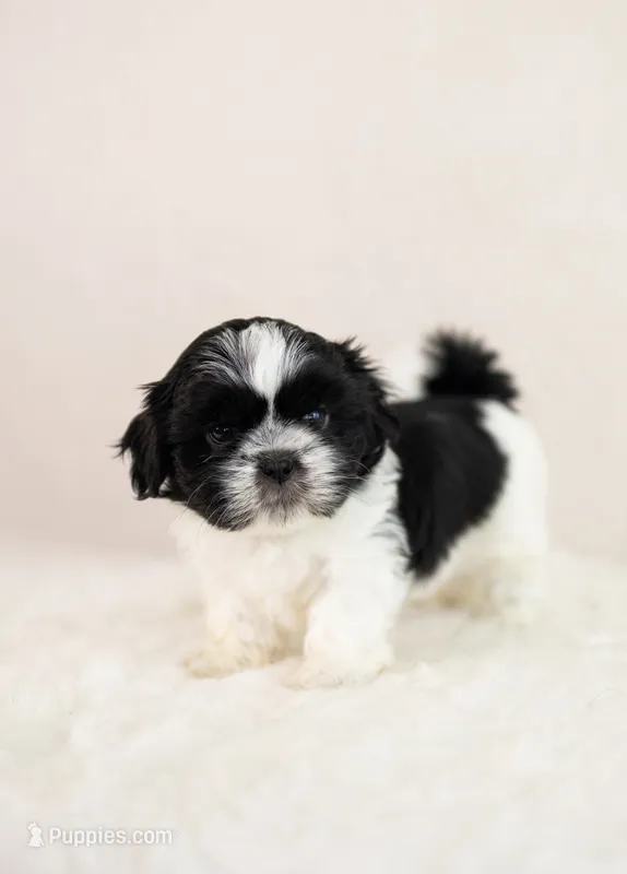Snoopy - black/white – Shih Tzu puppy for sale in Wentzville, MO