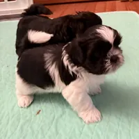 Oreo - black/white, a male Shih Tzu for sale in Wentzville, MO – 10 of 10