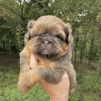 Blue Sable boy, a male Shih Tzu for sale in Wentzville, MO – 2 of 4