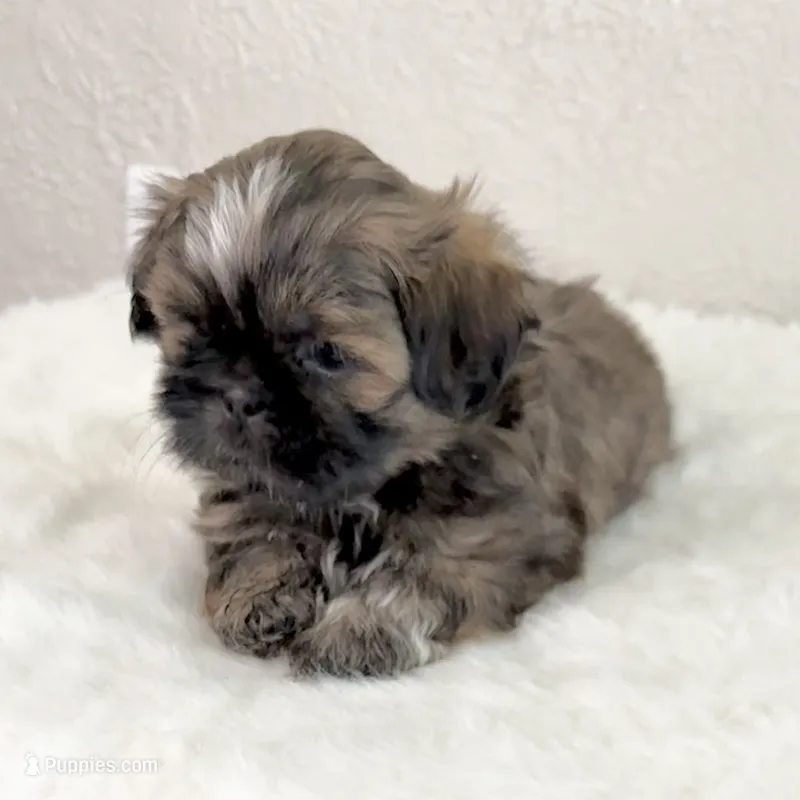 Hunk – Shih Tzu puppy for sale in Wentzville, MO