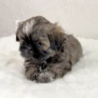 Hunk, a male Shih Tzu for sale in Wentzville, MO – 1 of 7