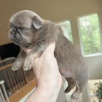 Blue Soarkle, a female Shih Tzu for sale in Wentzville, MO – 2 of 3