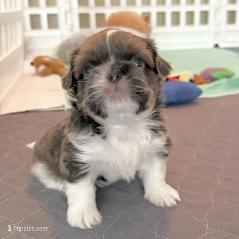 Blue Spark – Shih Tzu puppy for sale in Wentzville, MO