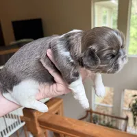 Blue Spark, a male Shih Tzu for sale in Wentzville, MO – 2 of 3