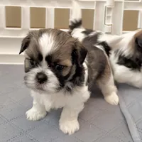 Sable/white, a male Shih Tzu for sale in Wentzville, MO – 4 of 9