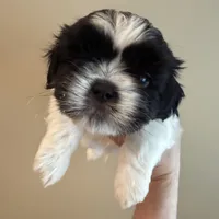Oreo, a male Shih Tzu for sale in Wentzville, MO – 3 of 4