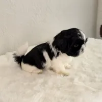Snoopy - black/white, a male Shih Tzu for sale in Wentzville, MO – 3 of 7