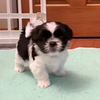 Oreo - black/white, a male Shih Tzu for sale in Wentzville, MO – 4 of 10