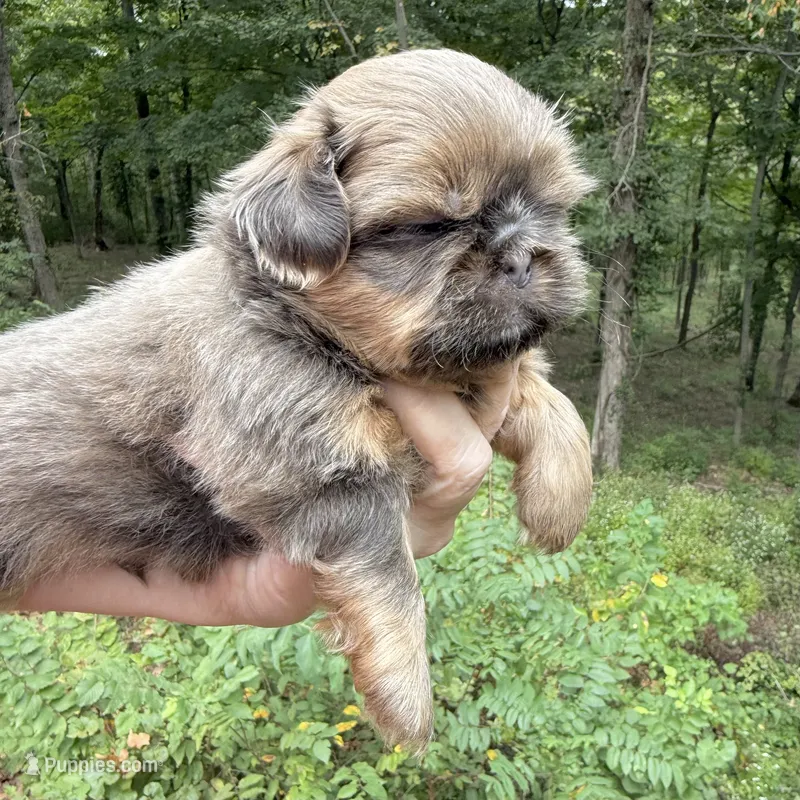 Blue Sable boy – Shih Tzu puppy for sale in Wentzville, MO