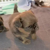 Blue Female, a female Shih Tzu for sale in Wentzville, MO – 6 of 6