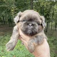 Blue Female, a female Shih Tzu for sale in Wentzville, MO – 1 of 6