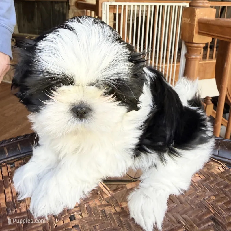 Blue eyed girl – Shih Tzu puppy for sale in Wentzville, MO