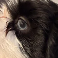 Blue eyed girl, a female Shih Tzu for sale in Wentzville, MO – Photo 3 of 4