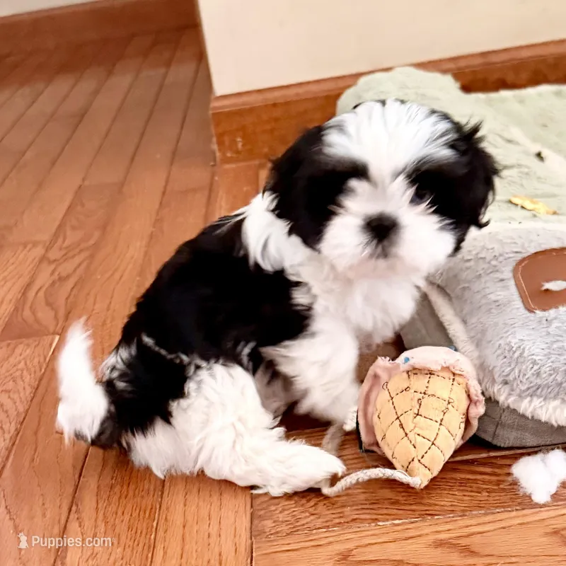 Blue eyed girl – Shih Tzu puppy for sale in Wentzville, MO