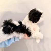 Blue eyed girl, a female Shih Tzu for sale in Wentzville, MO – Photo 4 of 4