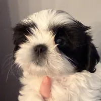 Blue eyed girl, a female Shih Tzu for sale in Wentzville, MO – Photo 2 of 4