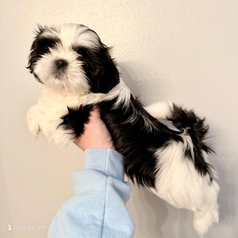 Blue eyed girl, a female Shih Tzu for sale in Wentzville, MO – Photo 1 of 4