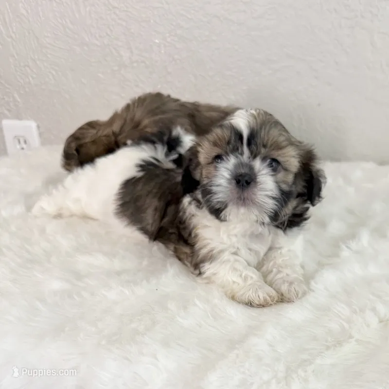 Sable/white – Shih Tzu puppy for sale in Wentzville, MO