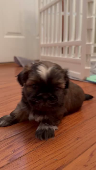 Hunk, a male Shih Tzu for sale in Wentzville, MO – 6 of 7