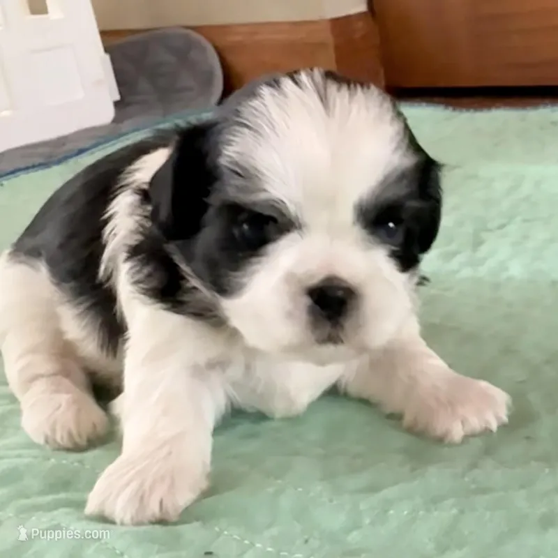 Blue eye B/W – Shih Tzu puppy for sale in Wentzville, MO